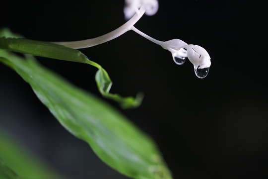 close up of white globba flower isolated on black background and copyspace.