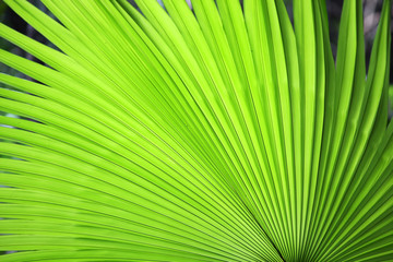 Fototapeta premium fresh palm leaf texture background
