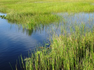 Obraz premium Pine Glades Natural Area in Florida Swamps