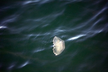 Obraz na płótnie Canvas Jellyfish, Faxa Bay, Iceland