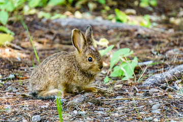 Naklejka na ściany i meble baby brown hare or bunny on forest floor.