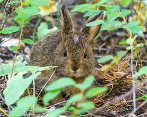 baby brown hare or bunny on forest floor.