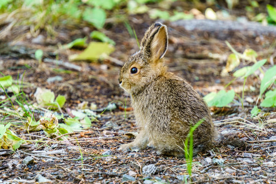 baby brown hare or bunny on forest floor.