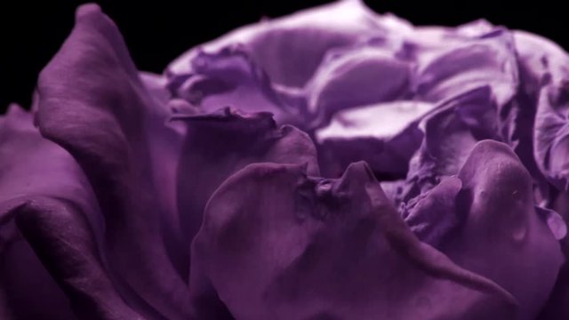 Flower time lapse cinematic