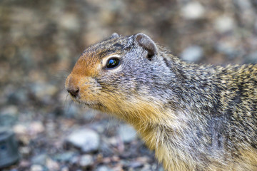 Naklejka na ściany i meble european suslik gopher or ground squirrel in the wilderness outside.