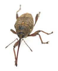 Macro photo of a nut weevil, Curculio nucum isolated on white background © Henrik Larsson