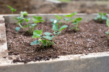 Freshly Planted Strawberries