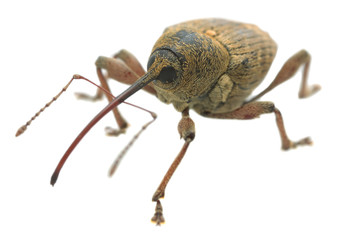 Macro photo of a nut weevil, Curculio nucum isolated on white background