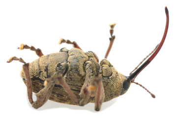 Macro photo of a nut weevil, Curculio nucum isolated on white background