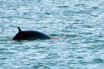 Minke whale, Faxa Bay, Iceland