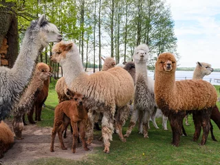 Fotobehang Alpaca& 39 sfamilie met kleine babyweiden op groen gras bij het meer dichtbij bos in de zomer © arunas0220