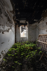 Derelict Vacant Room with Bed and Vegetation - Abandoned Hotel