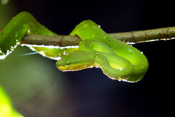 green snake in Thailand