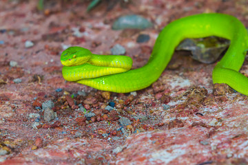 green snake in Thailand