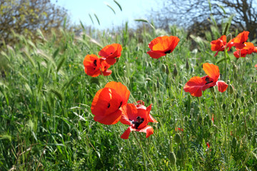 Red poppies on the meadow