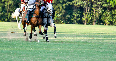 Horse Polo Player battle in match.