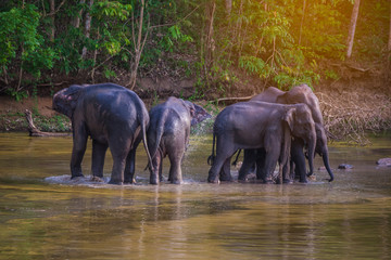 Fototapeta na wymiar Elephants bathing in the river. National park.