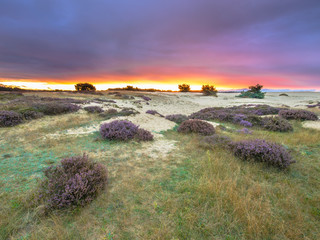 Dots of Heath Hoge Veluwe National Park Holland