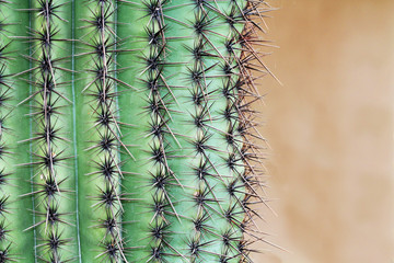 Close up of a saguaro cactus with blurred background copy space in Saguaro National Park near Tucson, Arizona, USA.