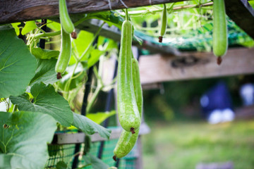Gourds - trai bau home growth garden