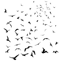 Seagulls black silhouette on isolated white background. Vector