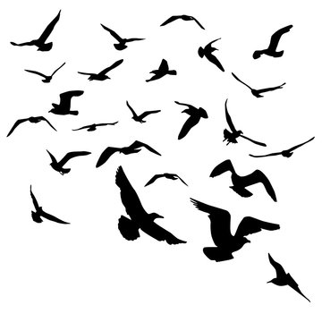 Seagulls black silhouette on white background. Vector