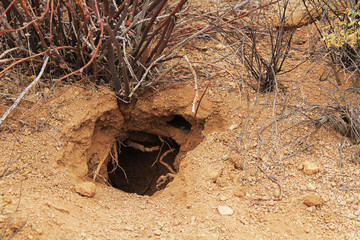 Animal burrow in the Sonoran Desert in Saguaro National Park, Tucson, Arizona, USA.