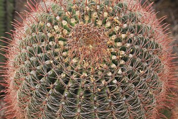 Close up view of the crown of a fishhook barrel cactus in Saguaro National Park near Tucson, Arizona, USA.