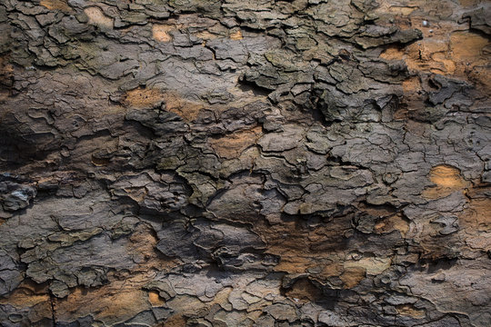 Bark of chestnut tree, wooden background texture