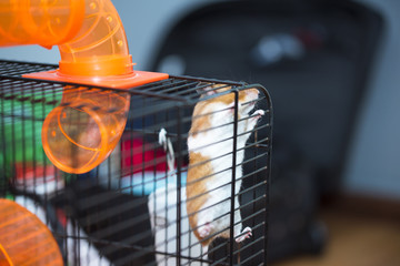 Fototapeta premium Hamster trying to escape from the cage