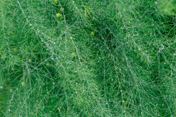 Asparagus branches background