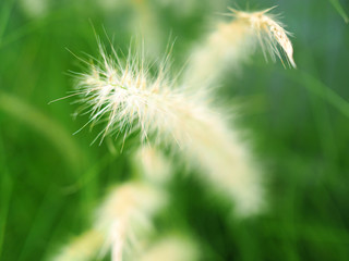 Flowering grass with blurry background, mission grass, Feather pennisetum