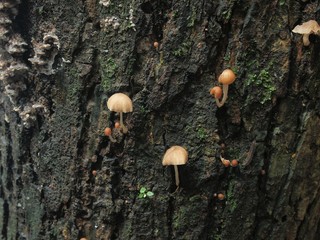 Fototapeta premium Mushroom on stump