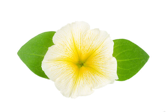 yellow flower of petunia with green leaves isolated on white background