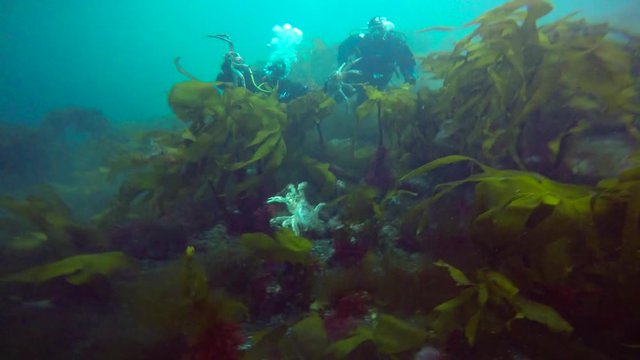 Увлекательные подводные погружения в холодном Баренцевом море. Ледовитый океан. Россия.