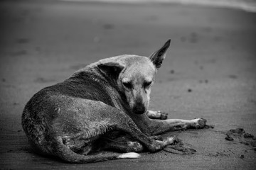 Freedom too is just like Prison...Stray life