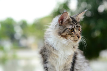 closeup a cute tabby cat looking something in garden with soft light background