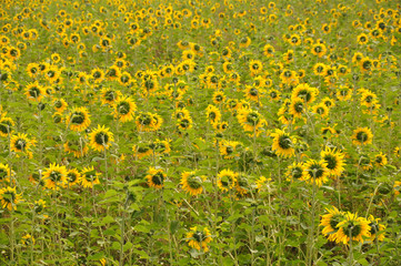 Ein schönes Sonnenblumenfeld von hinten, der Sommer wendet sich ab