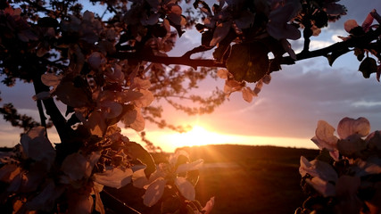Romantischer Sonnenuntergang zwischen Kirschblüten