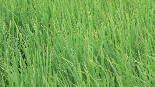  feild with the wind in slow motion