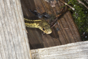 Brown and yellow garter snake in a New Hampshire bog.