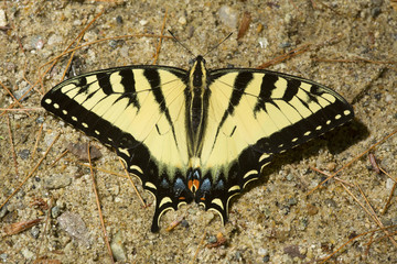 Fototapeta na wymiar Tiger swallowtail butterfly on sand in New Hampshire.