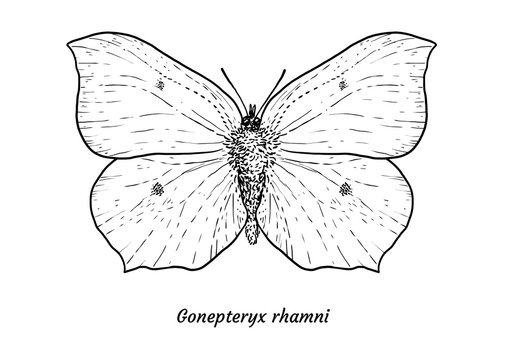 Common brimstone butterfly illustration, drawing, engraving, ink, line art, vector