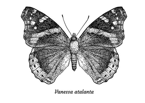 Red admiral butterfly illustration, drawing, engraving, ink, line art, vector