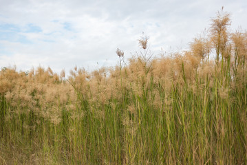 Green field and blue sky with light clouds, soft focus .