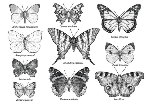 Butterfly collection, illustration, drawing, engraving, ink, line art, vector