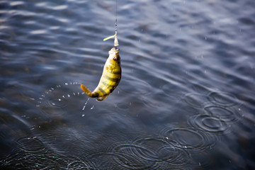 Caught on a spoon-bait pike close up.