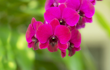 Beautiful purple orchids flower in garden