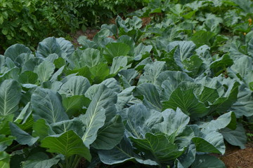 Naklejka premium Cabbage in the garden