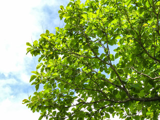 green trees background in forest